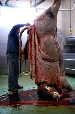 abattoir